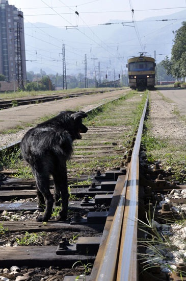 hond en trein