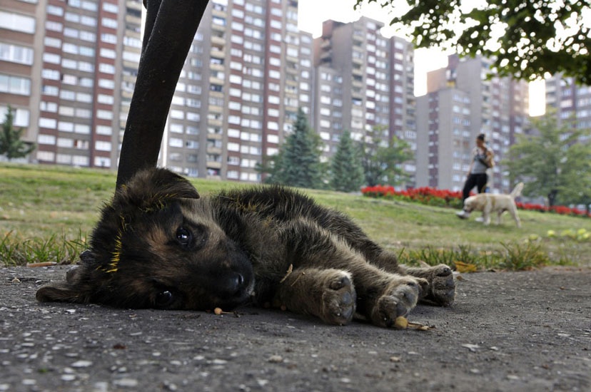 puppy onder een parkbank